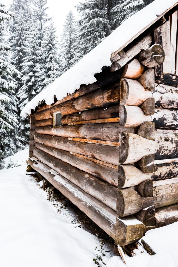Nahaufnahme des alten Holzhauses in der Nähe von Kiefern Wald mit Schnee bedeckt - Foto, Bild