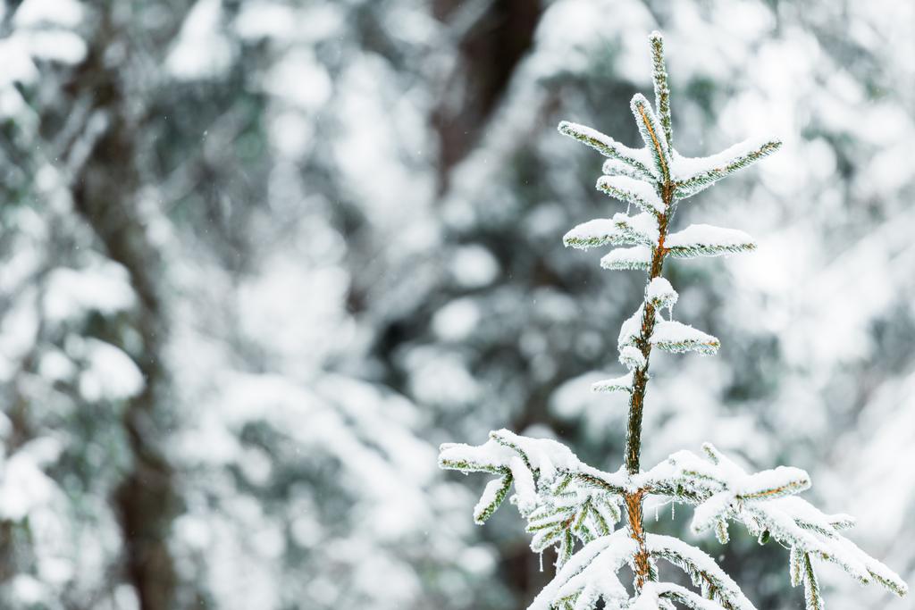 zblízka pohled na smrkové větve pokryté sněhem - Fotografie, Obrázek