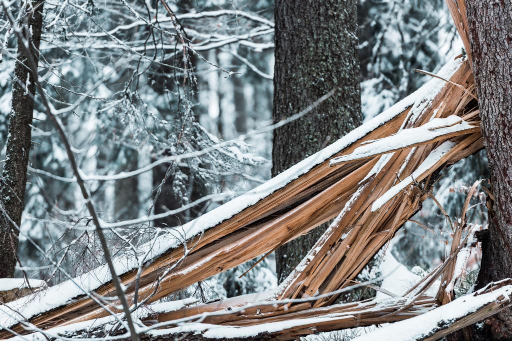 puulaudat lumen peittämässä metsässä talvella
 - Valokuva, kuva