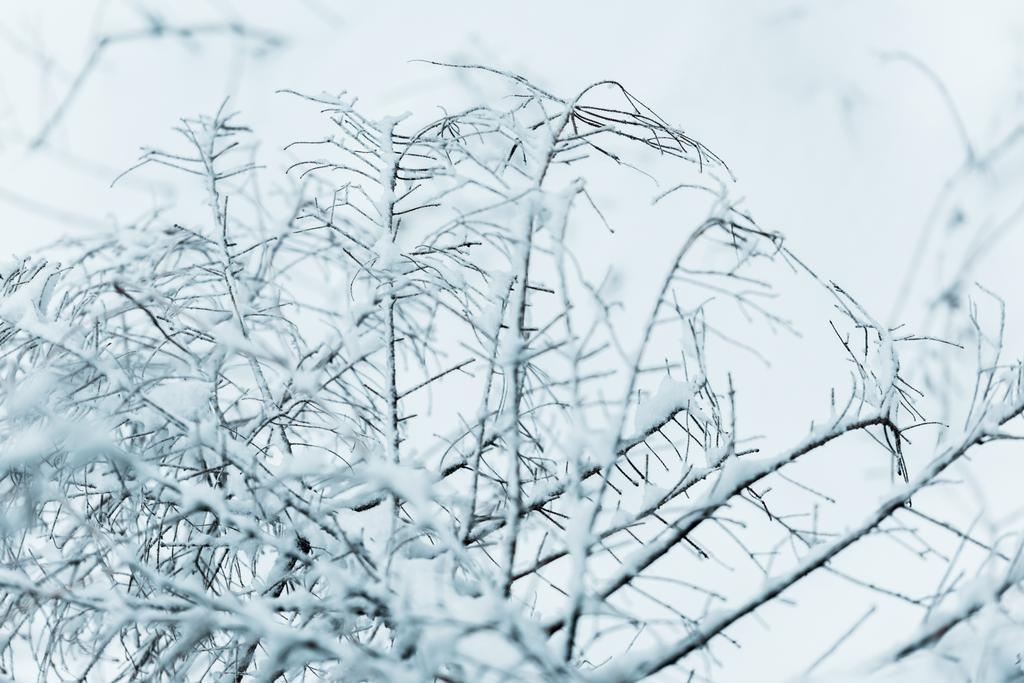 lähikuva puun oksat peitetty lumella - Valokuva, kuva
