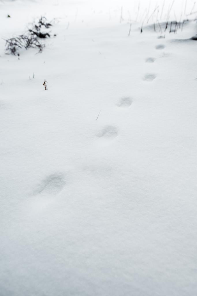 voetstappen op witte zuivere sneeuw in de bergen  - Foto, afbeelding