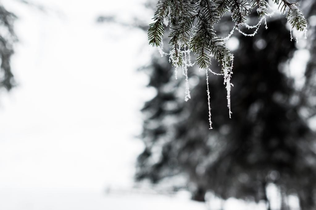 близкий вид замерзших еловых ветвей, покрытых морозом
 - Фото, изображение