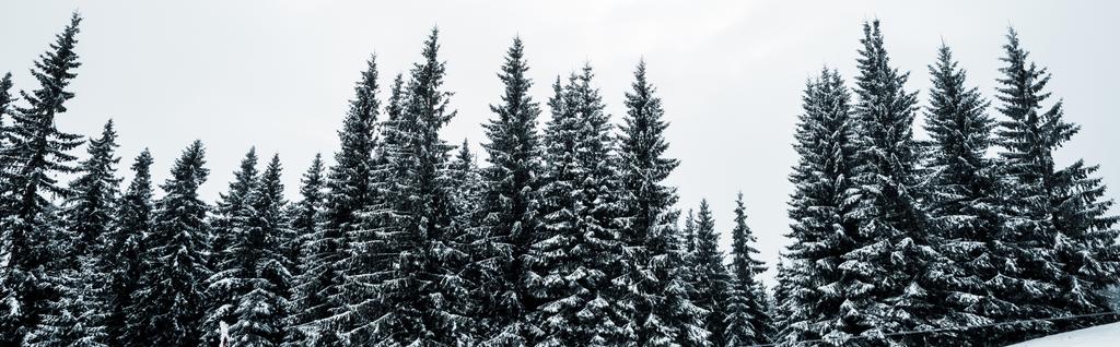 vista panorámica del bosque de pinos con árboles altos cubiertos de nieve en la colina, plano panorámico
 - Foto, imagen