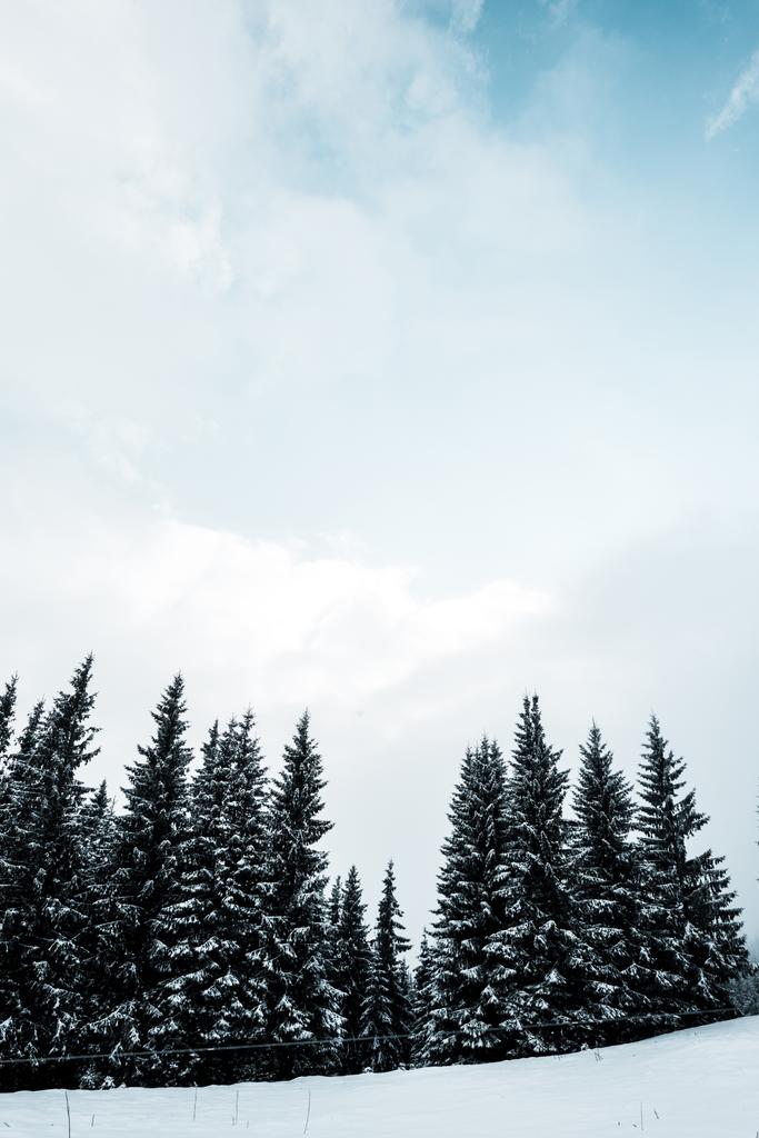 мальовничий вид на сосновий ліс з високими деревами, покритими снігом на пагорбі
 - Фото, зображення