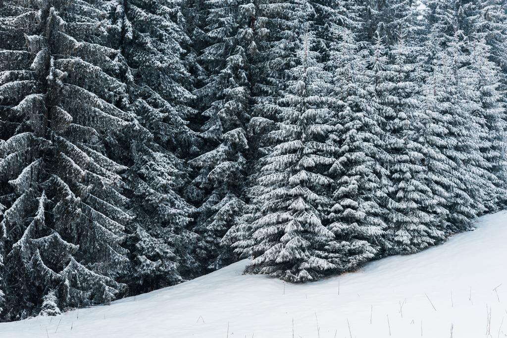 panoramisch uitzicht op dennenbos met hoge bomen bedekt met sneeuw - Foto, afbeelding