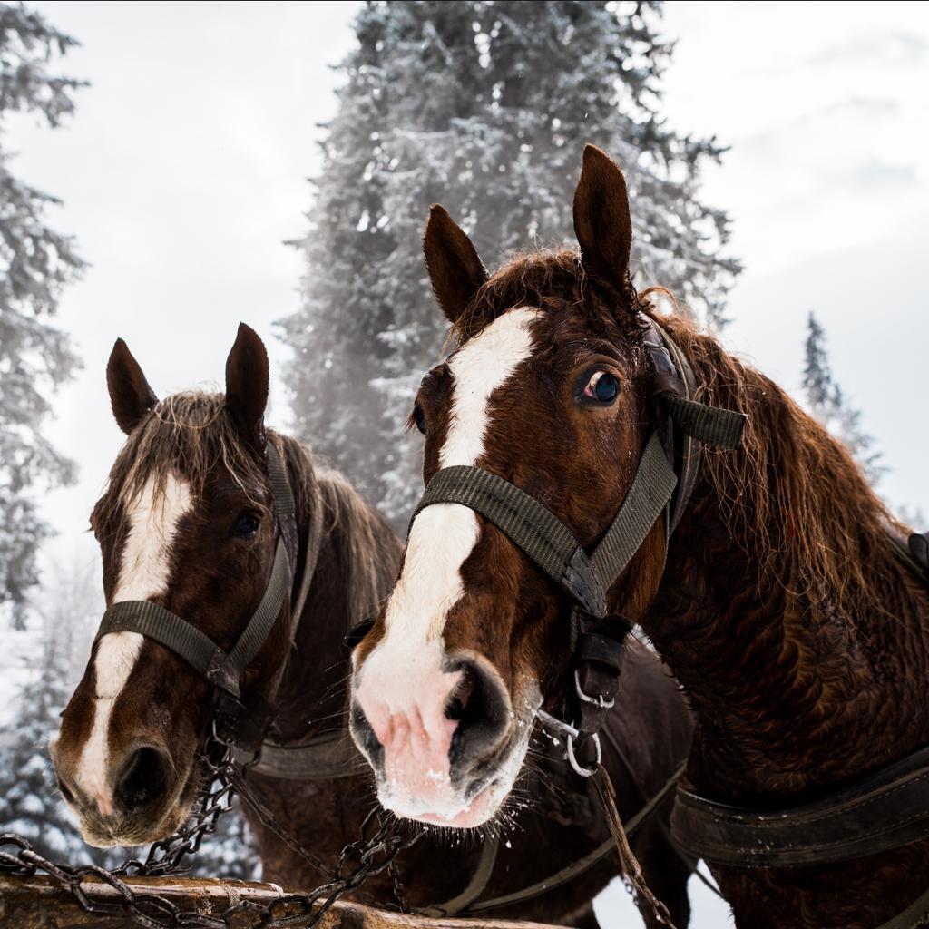 cavalos com chicote de cavalos em montanhas nevadas com pinheiros
 - Foto, Imagem