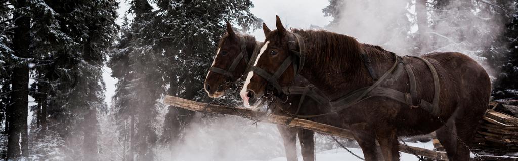 άλογα με ιπποσκευή σε χιονισμένα βουνά με πεύκα, πανοραμική βολή - Φωτογραφία, εικόνα