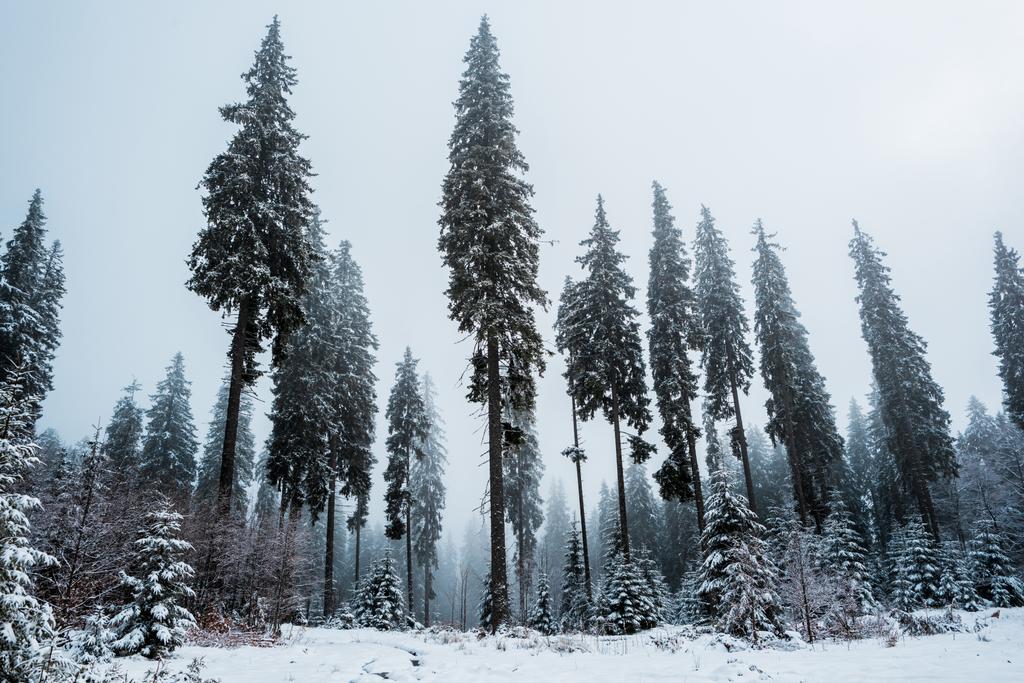 panoramisch uitzicht op dennenbos met hoge bomen bedekt met sneeuw - Foto, afbeelding