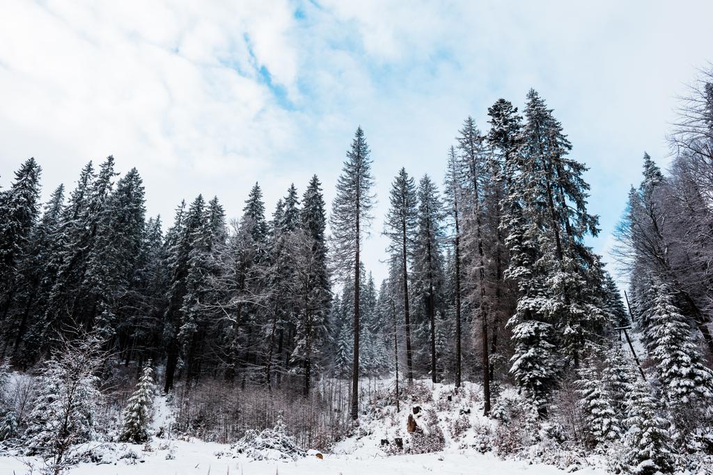 vista panoramica della pineta con alberi alti ricoperti di neve
 - Foto, immagini