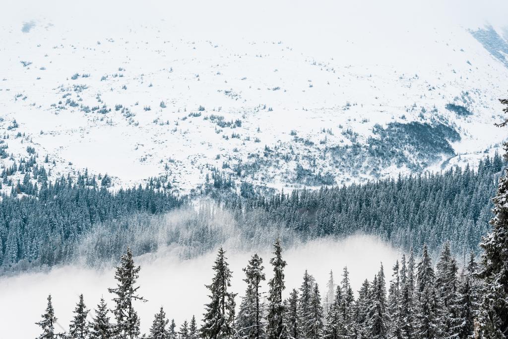 vista panoramica sulle montagne innevate con pini e nuvole bianche e morbide
 - Foto, immagini