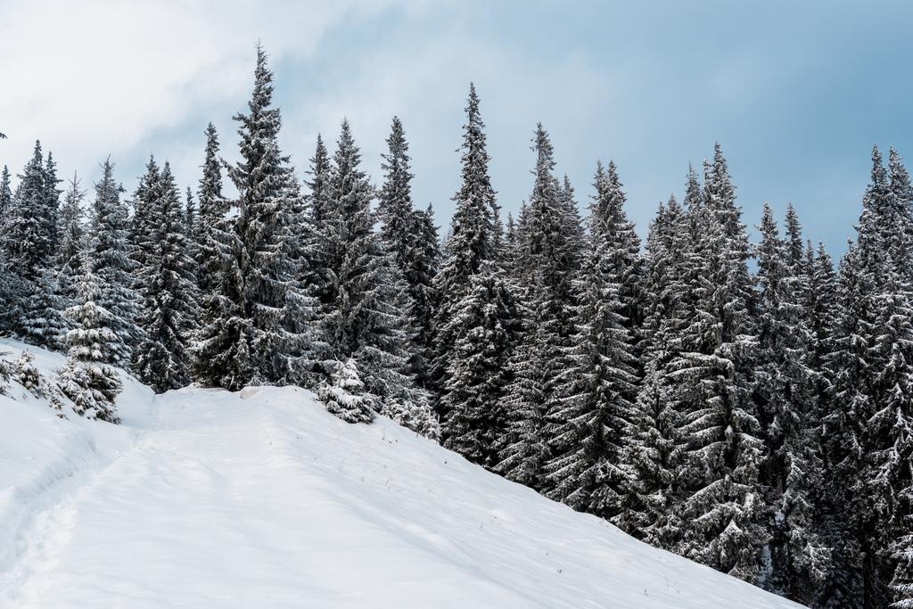 vista panorâmica da montanha nevada com pinheiros
 - Foto, Imagem
