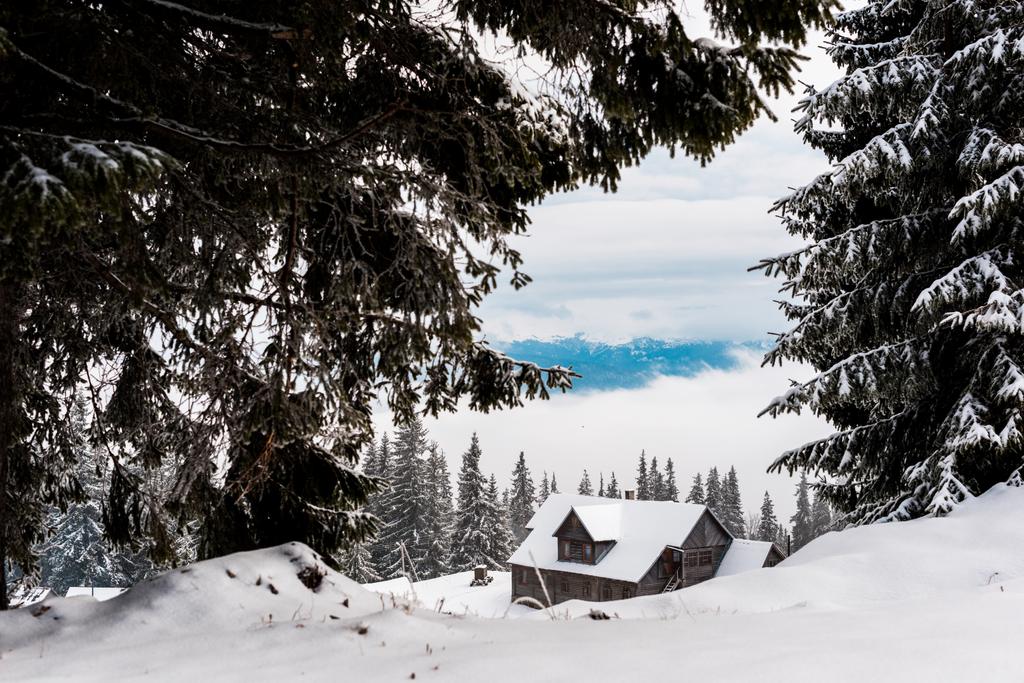 malowniczy widok na sosny pokryte śniegiem w pobliżu górskiego drewnianego domu - Zdjęcie, obraz
