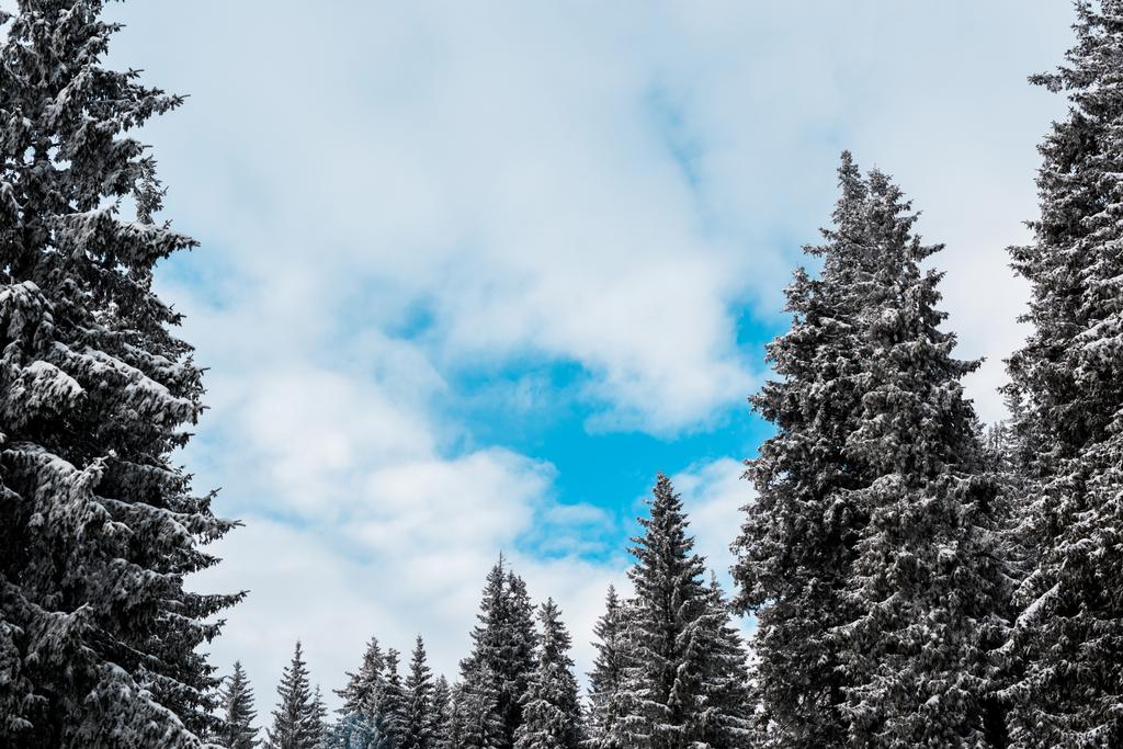 мальовничий вид на соснові дерева, вкриті сніговими та білими пухнастими хмарами
 - Фото, зображення