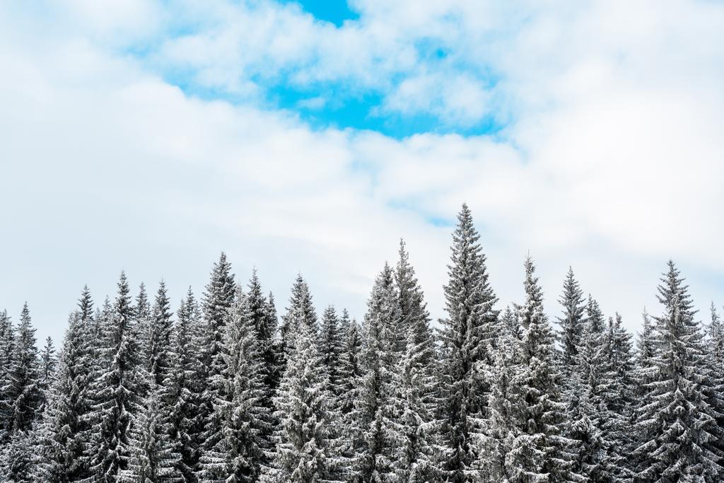 vue panoramique sur les pins recouverts de neige et de nuages blancs et duveteux
 - Photo, image