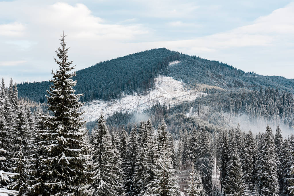 vista panorâmica de montanhas nevadas com pinheiros e nuvens brancas fofas
 - Foto, Imagem