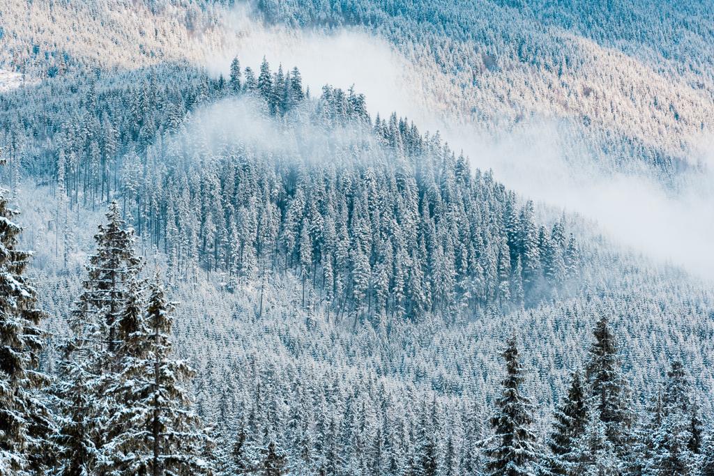 scenic view of snowy pine trees and white fluffy clouds in mountains - Photo, Image