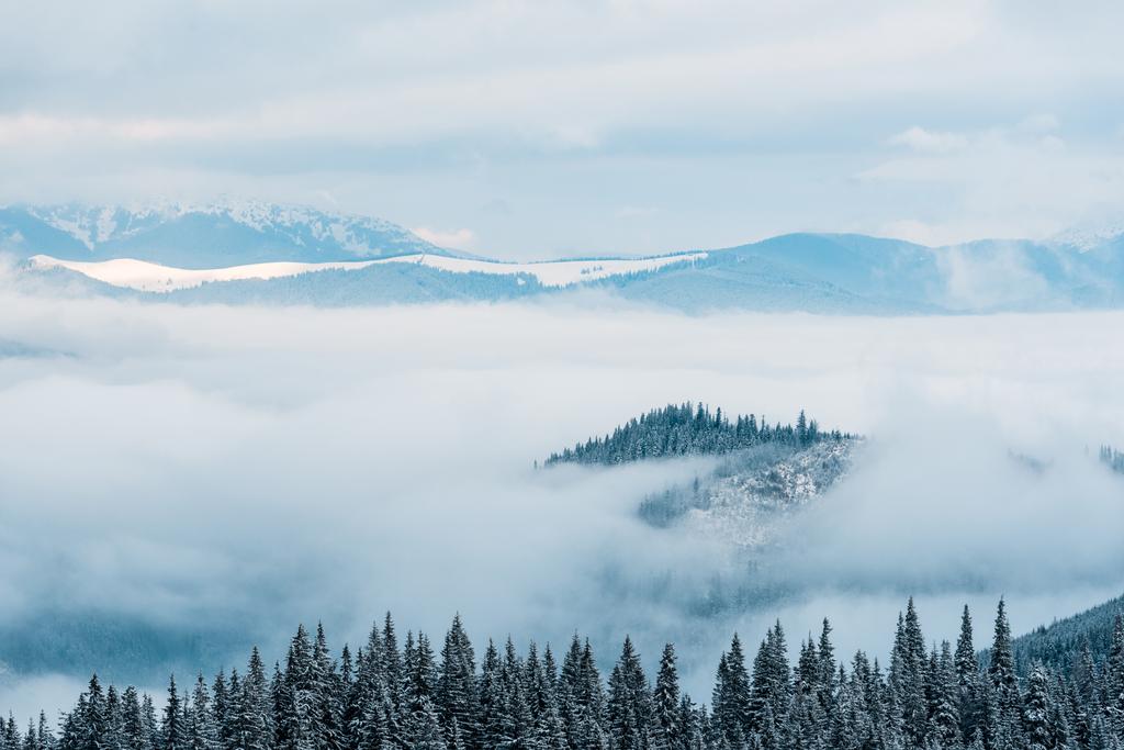malowniczy widok na zaśnieżone góry z sosnami w białych puszystych chmurach - Zdjęcie, obraz