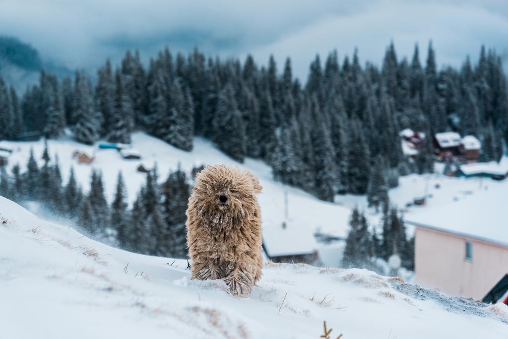 aranyos bolyhos kutya havas hegyek fenyő fák - Fotó, kép