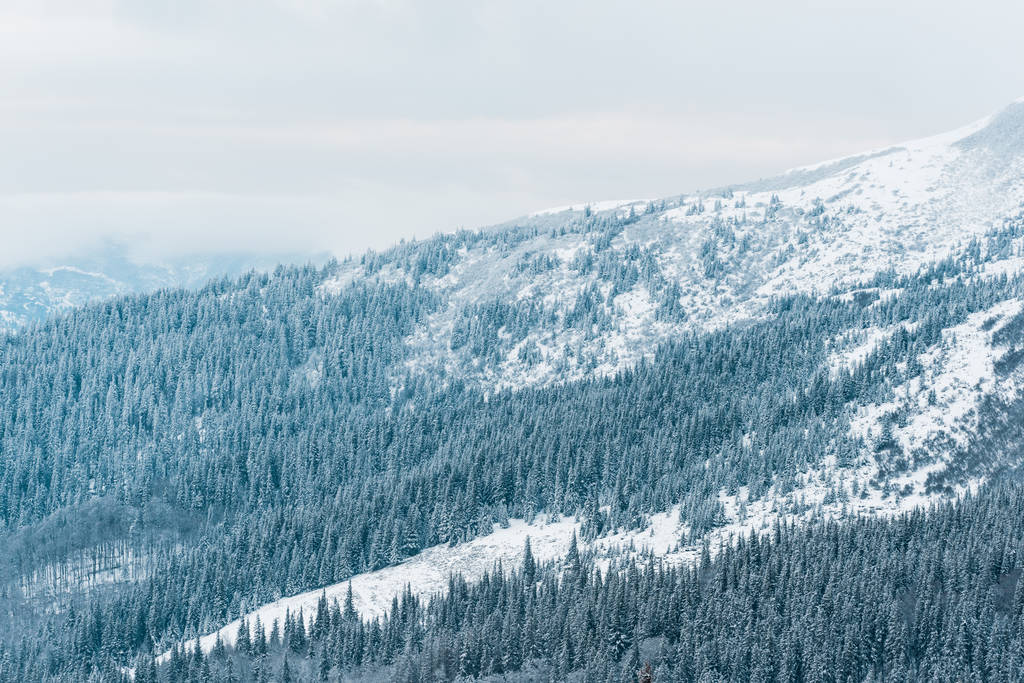 живописный вид снежных гор с соснами в белых пушистых облаках
 - Фото, изображение