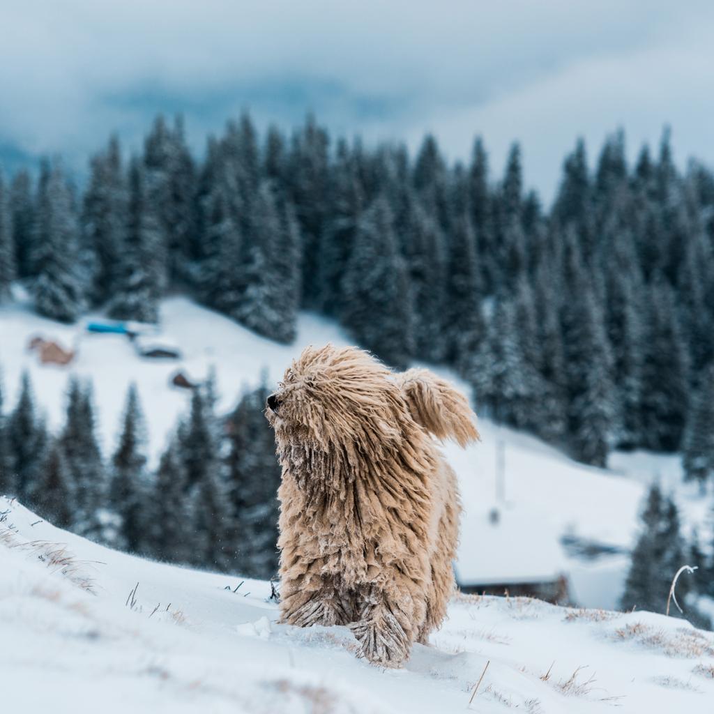 cute fluffy dog in snowy mountains with pine trees - Photo, Image