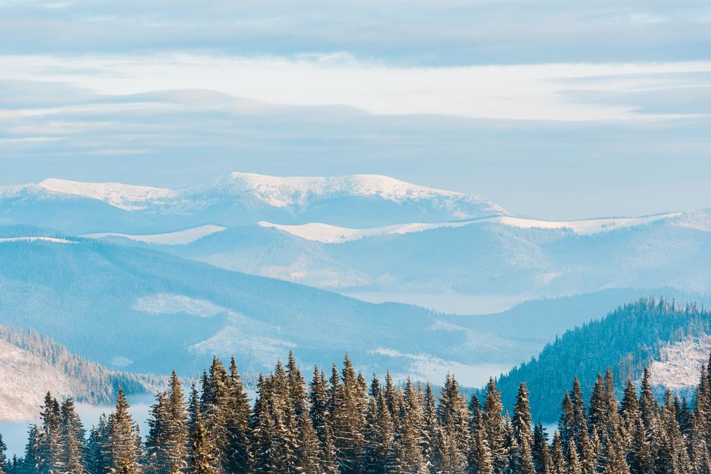 festői kilátás havas hegyek fenyőfák napsütésben - Fotó, kép