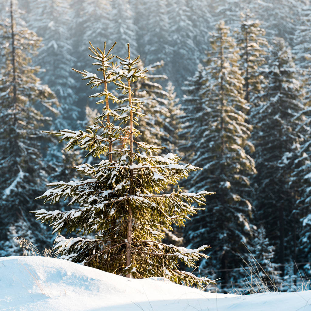 scenic view of pine trees covered with snow in sunshine - Photo, Image