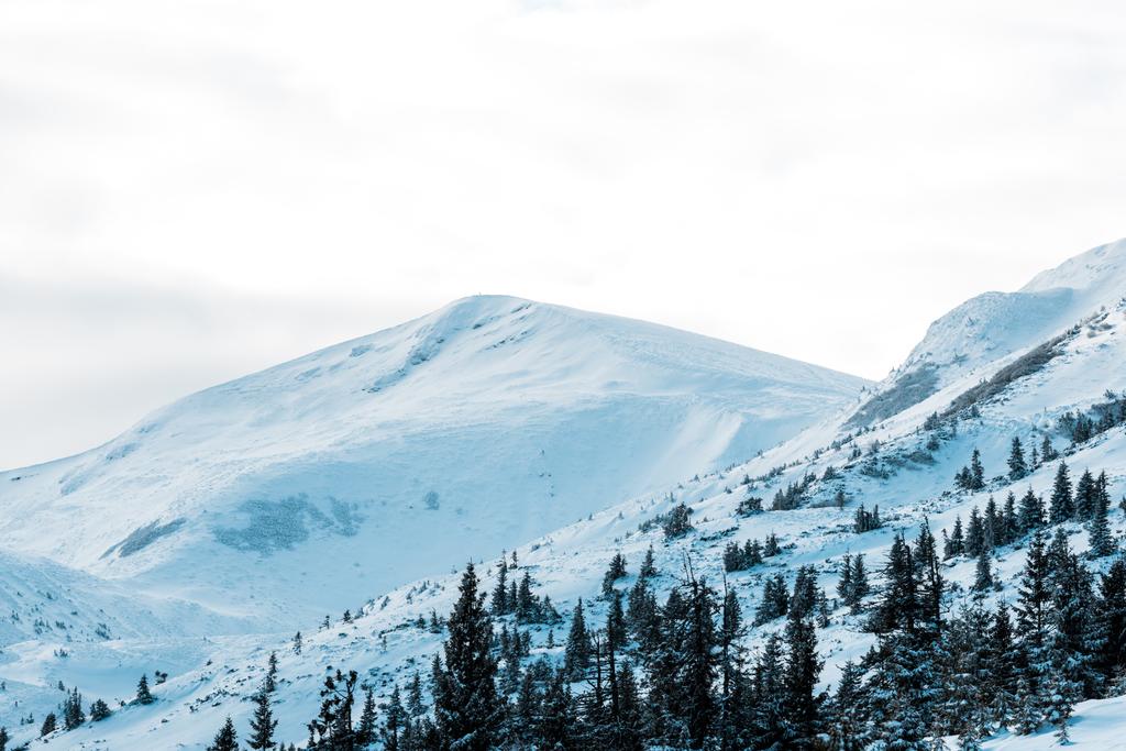 luonnonkaunis näkymä lumisille vuorille mäntyjen kanssa valkoisissa pörröisissä pilvissä
 - Valokuva, kuva