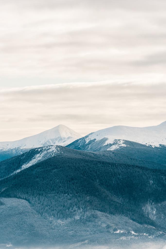 живописный вид снежных гор с соснами в белых пушистых облаках
 - Фото, изображение