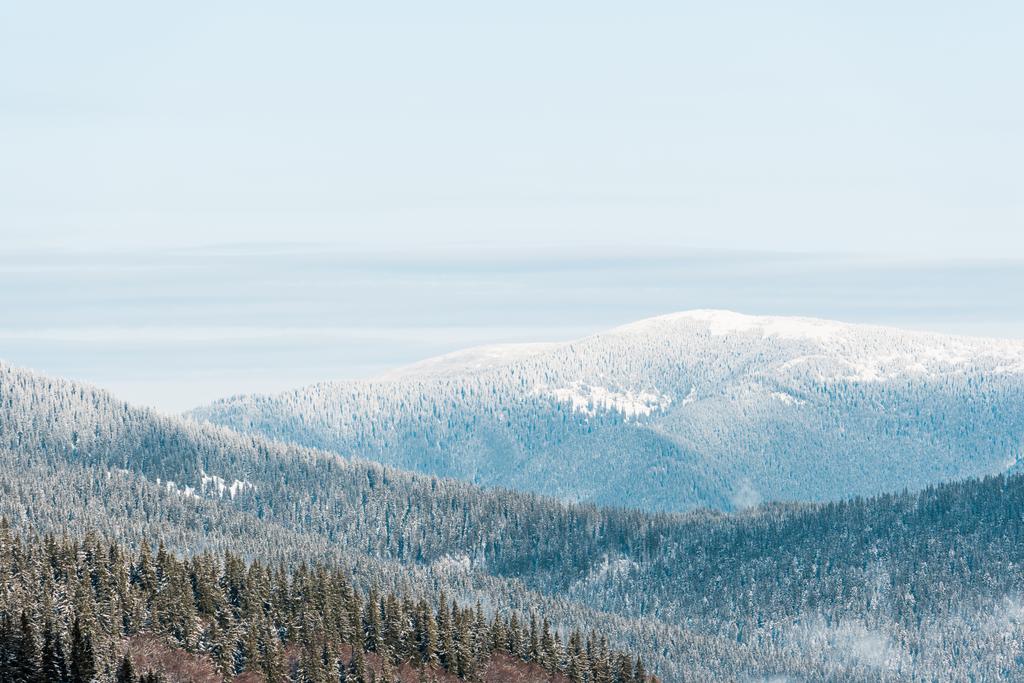 γραφική θέα χιονισμένα βουνά με πεύκα σε λευκό χνουδωτά σύννεφα - Φωτογραφία, εικόνα