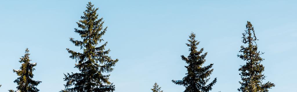 мальовничий вид на зелені соснові дерева, вкриті снігом на сонячному світлі на фоні блакитного неба, панорамний знімок
 - Фото, зображення