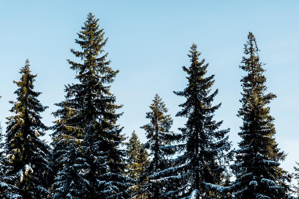 schilderachtig uitzicht op groene pijnbomen bedekt met sneeuw in het zonlicht op blauwe hemel achtergrond - Foto, afbeelding
