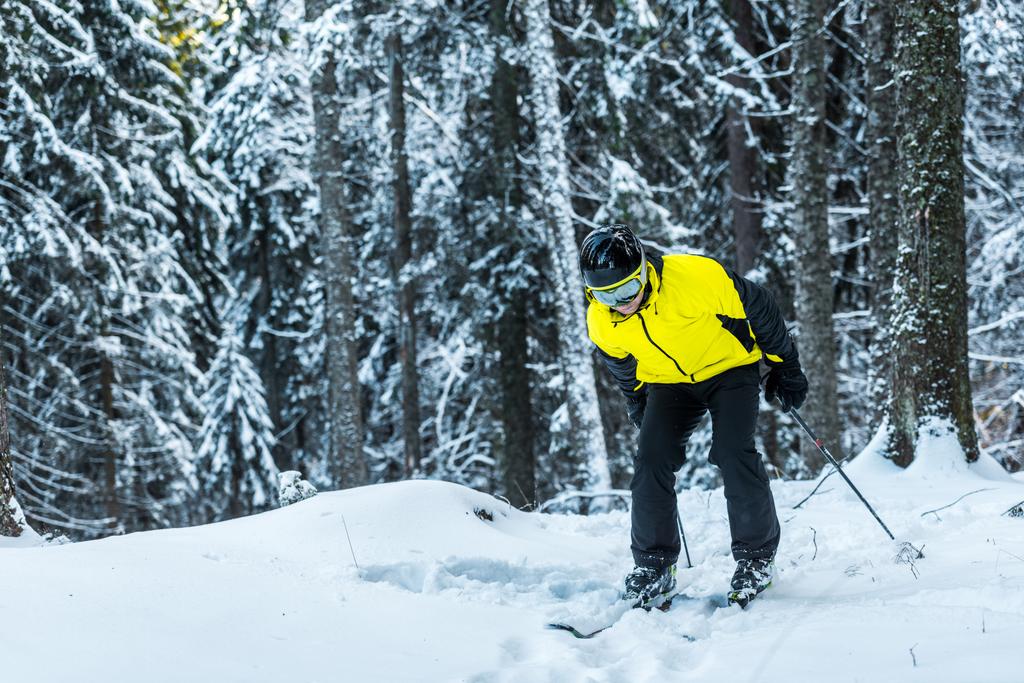 skier in helmet holding ski sticks while standing near pines in winter  - Photo, Image