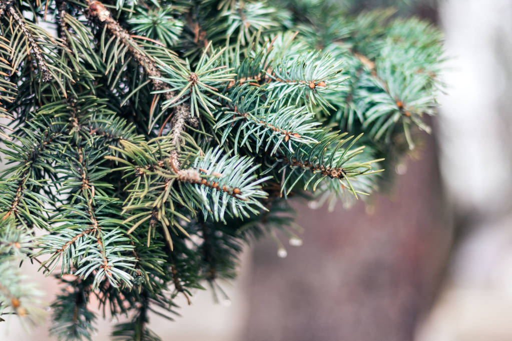 зеленая ветка елки, новогодний фон с копией sp
 - Фото, изображение