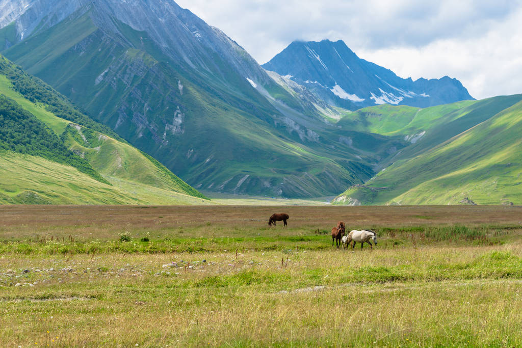 Koně a Truso Valley a Gorge krajina trekking / turistické trasy, v Kazbegi, Gruzie. Truso údolí je malebná trekking trasa v blízkosti hranice Severní Osetie. - Fotografie, Obrázek