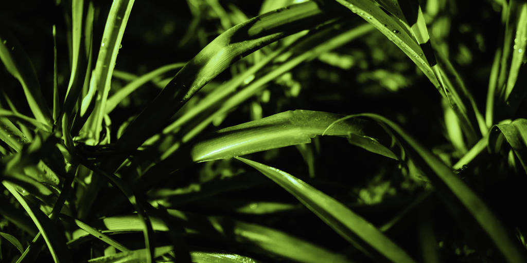 Рослинні гілки з зеленим листям крупним планом
 - Фото, зображення