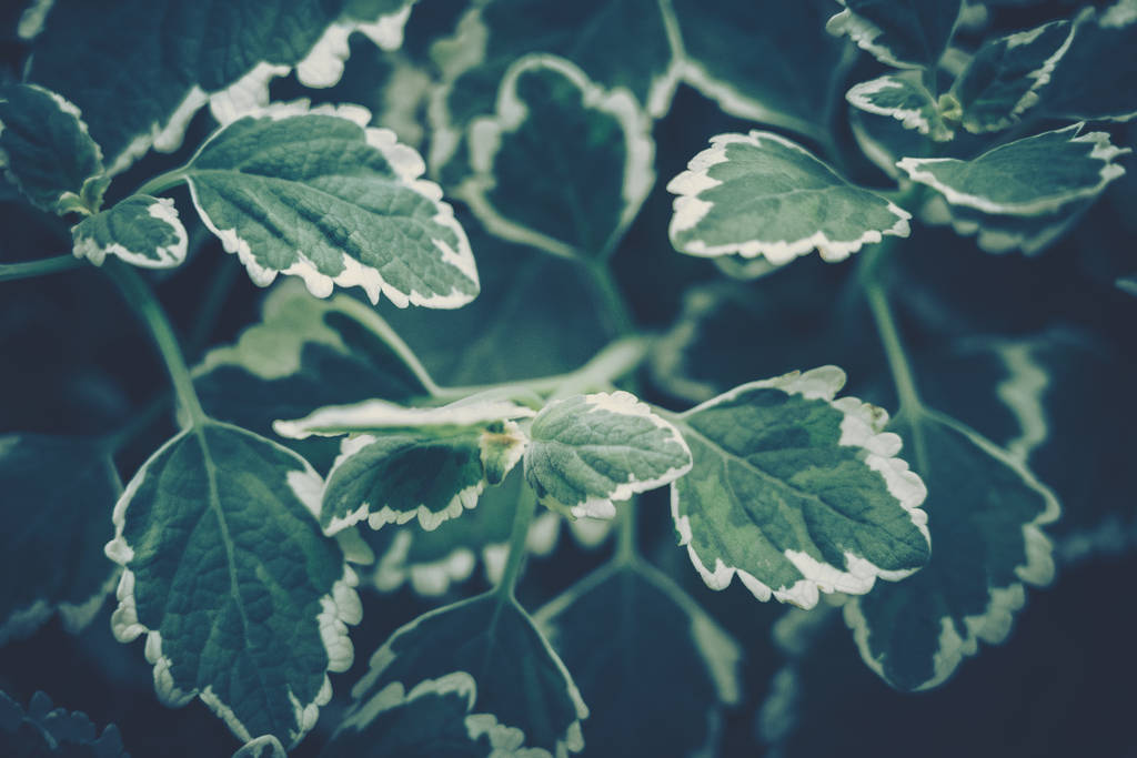 zielone liście tło; tło natury - Zdjęcie, obraz