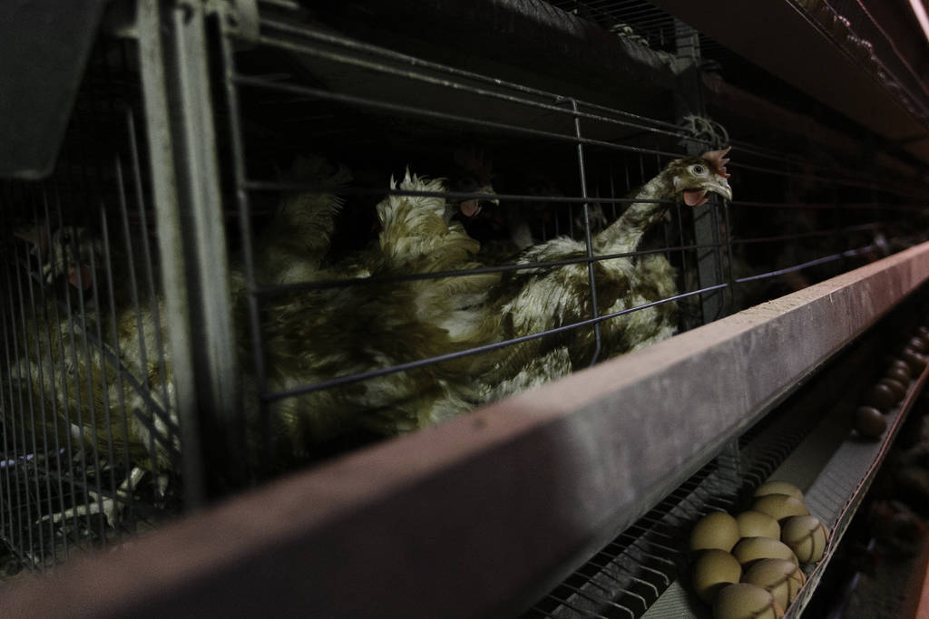 Primo piano. La testa di una gallina ovaiola sbircia fuori da un incubatore in un allevamento di pollame
 - Foto, immagini