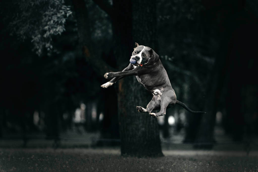 American pit bull terrier σκυλί πηδάει για να πιάσει μια μπάλα - Φωτογραφία, εικόνα