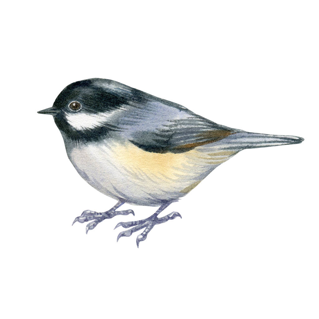 Watercolor art of beautiful portrait of coal tit (Periparus ater) isolated on white. Close-up small bird on white background. For posters, textile design, postcard and ornithology magazine. - 写真・画像