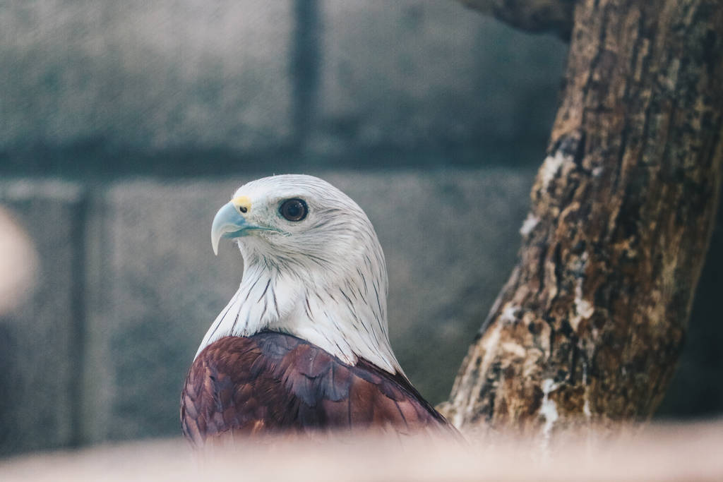 Retrato de águila de cerca disparo
 - Foto, Imagen