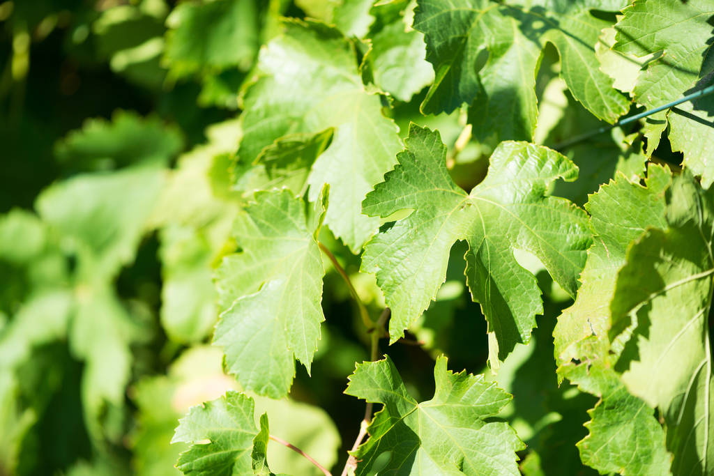 Feuilles vertes de raisins à la lumière du soleil. Gros plan vignes fraîchement vertes. Branche de feuilles de vigne dans le vignoble
. - Photo, image