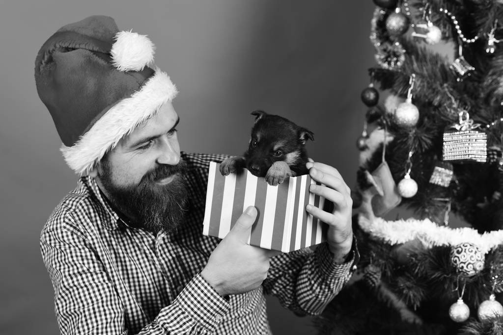 Muž ve vánočním klobouku si hraje se štěnětem. Santa drží psa - Fotografie, Obrázek
