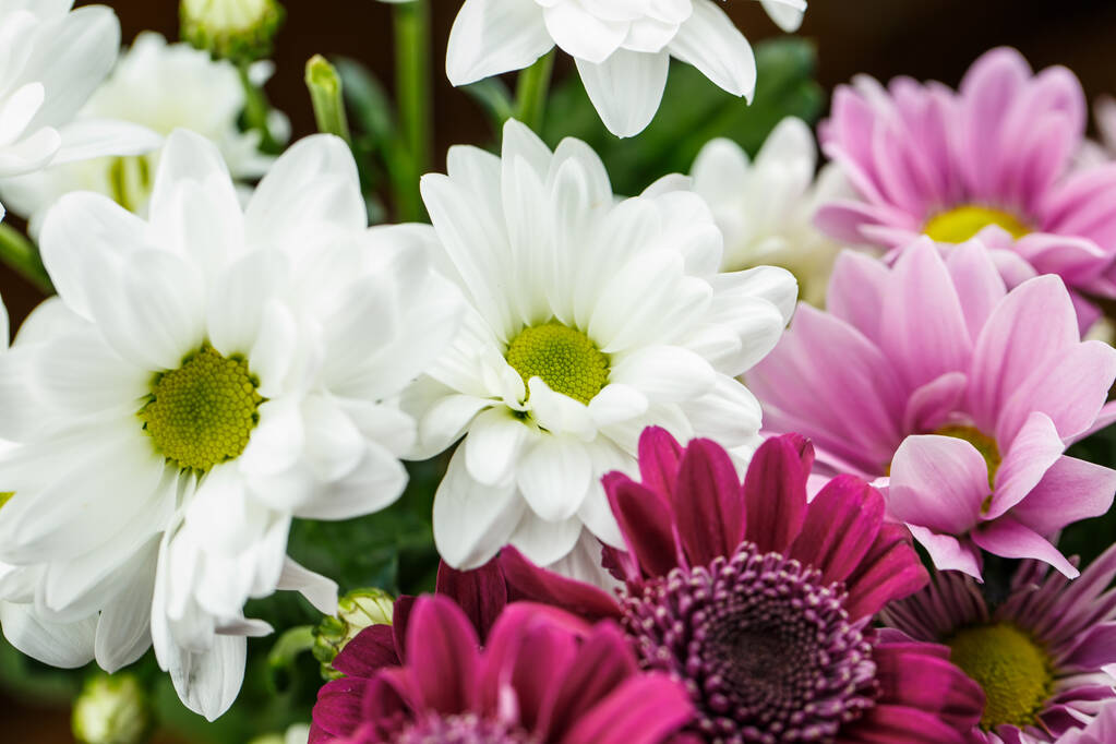 Bellissimi colori diversi, bianco, rosso e rosa in un bouquet è molto vicino per un regalo o una decorazione.
 - Foto, immagini