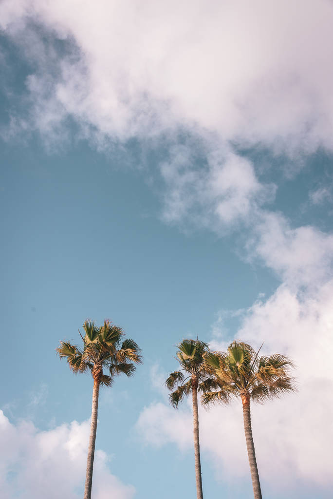 Φοίνικες σε Del Mar, San Diego County, Καλιφόρνια - Φωτογραφία, εικόνα