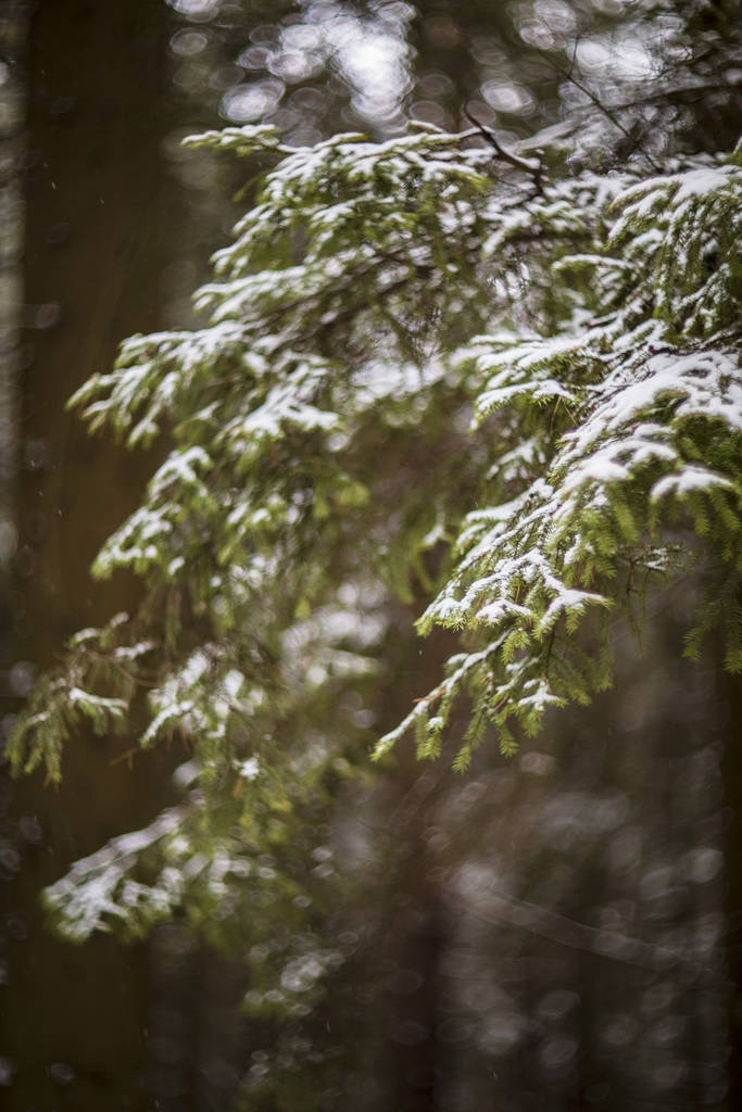 公園内の冬の森 - 写真・画像
