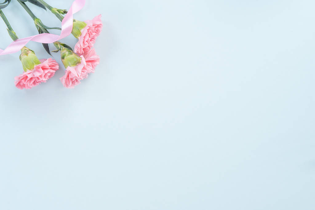 Krásná, elegantní růžová karafiát květina na světle modrém pozadí stolu, koncept Den matek květiny dárek, horní pohled, byt ležel, režie - Fotografie, Obrázek