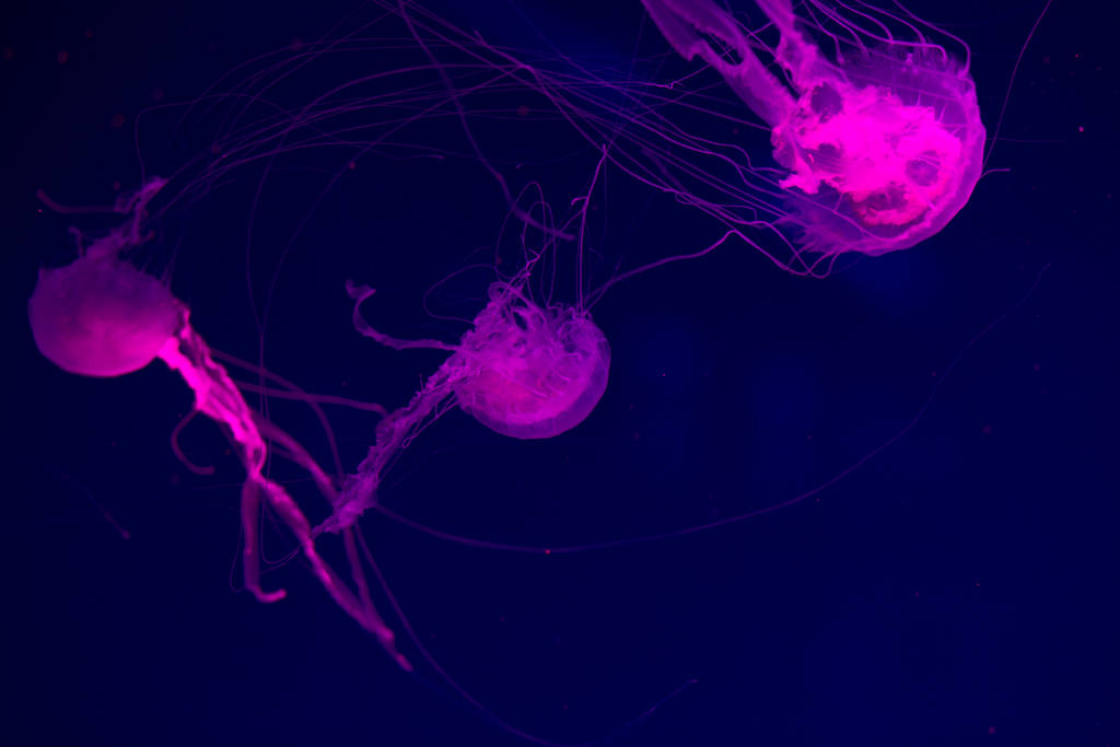Kolorowe meduzy pod wodą. Meduzy poruszające się w wodzie. - Zdjęcie, obraz