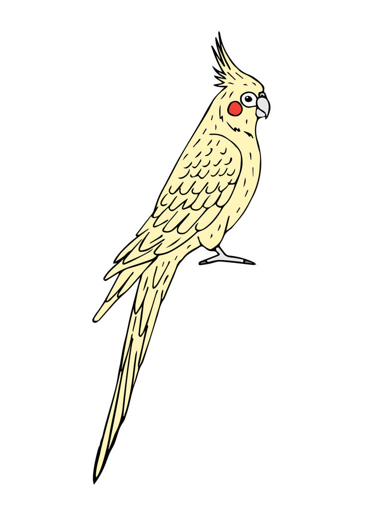 Векторный ручной рисунок цветного петушиного попугая, выделенного на белом фоне - Вектор,изображение
