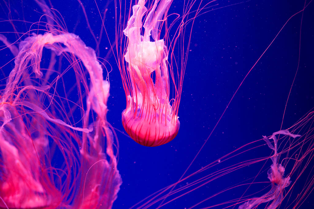Barevné medúzy pod vodou. Medúzy pohybující se ve vodě. - Fotografie, Obrázek