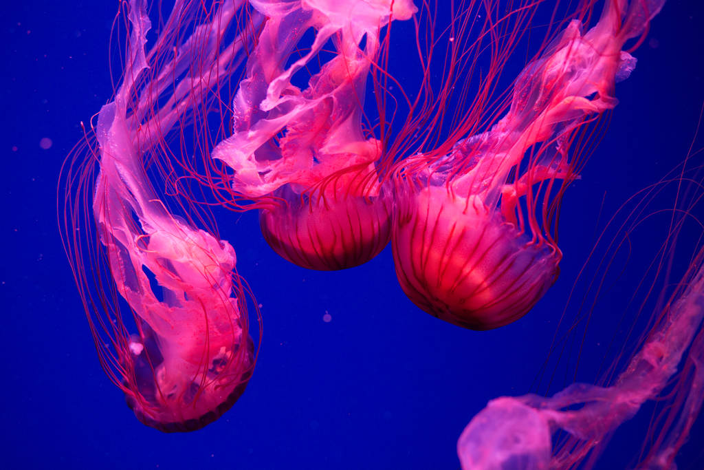 Des méduses colorées sous l'eau. Méduses se déplaçant dans l'eau. - Photo, image